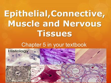 Epithelial,Connective,Muscle and Nervous Tissues