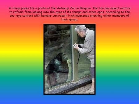A chimp poses for a photo at the Antwerp Zoo in Belgium. The zoo has asked visitors to refrain from looking into the eyes of its chimps and other apes.