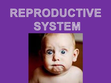 REPRODUCTIVE SYSTEM.