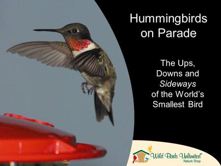 The Ups, Downs and Sideways of the World’s Smallest Bird Hummingbirds on Parade.