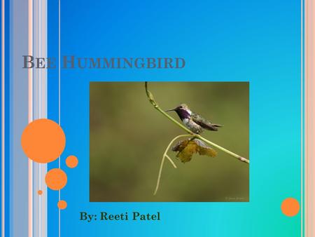 B EE H UMMINGBIRD By: Reeti Patel. G ENERAL I NFORMATION The bee hummingbird is a bird. Mellisuga Helenae is its scientific name. It’s lifespan is unknown.