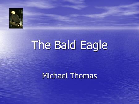 The Bald Eagle Michael Thomas. Let’s talk a little taxonomy! Bald Eagle (Haliaeetus leucocephalus) Bald Eagle (Haliaeetus leucocephalus) Subfamily “Buteo”…..denoted.