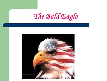 The Bald Eagle. On the backs of our gold coins, the silver dollar, the half dollar and the quarter, we see an eagle with outspread wings.