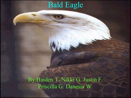 Bald Eagle By:Haiden T. Nikki G. Justin F. Priscilla G. Danesia W.