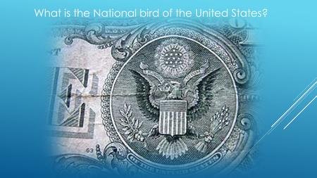 What is the National bird of the United States?. BALD EAGLE HALIAEETUS LEUCOCEPHALUS.