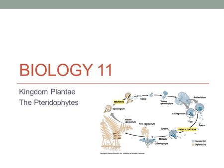 BIOLOGY 11 Kingdom Plantae The Pteridophytes Objectives By the end of the lesson you should be able to: Compare and contrast bryophytes and pteridophytes.