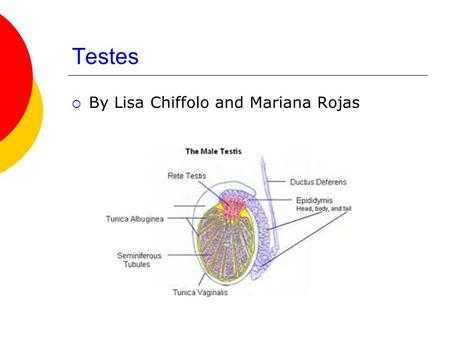 Testes By Lisa Chiffolo and Mariana Rojas.