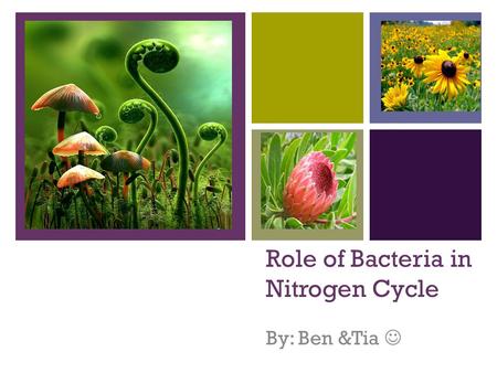 Role of Bacteria in Nitrogen Cycle