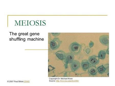 MEIOSIS The great gene shuffling machine Copyright Dr. Michael Knee Source:  © 2007 Paul Billiet ODWSODWS.