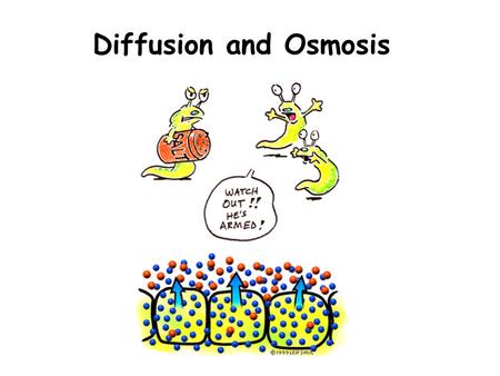 Diffusion and Osmosis. Diffusion Solute molecules moving from an area of high concentration to an area of low concentration –Random motion drives diffusion.