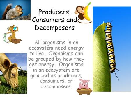 Producers, Consumers and Decomposers