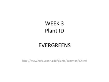WEEK 3 Plant ID EVERGREENS