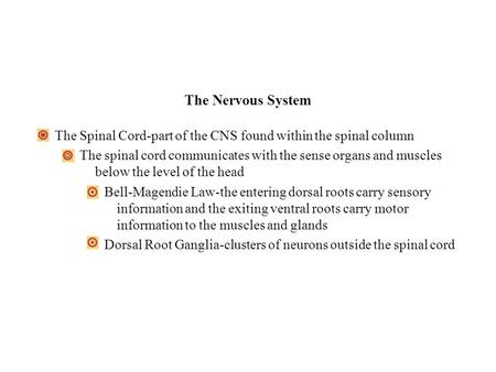 The Nervous System The Spinal Cord-part of the CNS found within the spinal column The spinal cord communicates with the sense organs and muscles below.