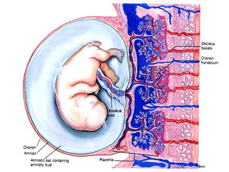 PLACENTAL FUNCTION Transfer of nutrients and waste products b\n the mother & fetus. RESPIRATORY EXCRETORY NUTRITIVE Produces or metabolizes the hormones.