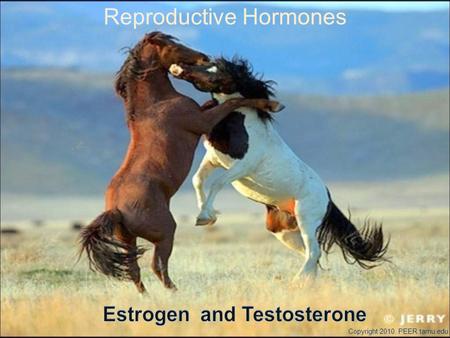 Reproductive Hormones Copyright 2010. PEER.tamu.edu.