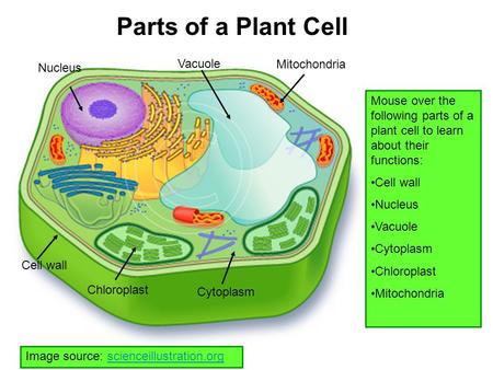 Parts of a Plant Cell Vacuole Mitochondria Nucleus