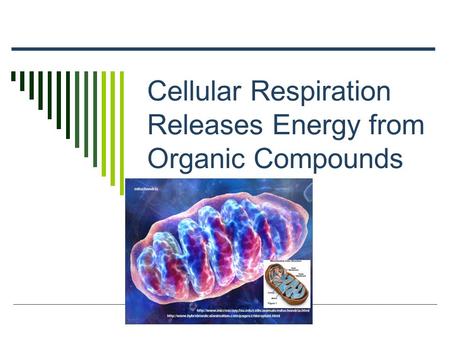 Cellular Respiration Releases Energy from Organic Compounds