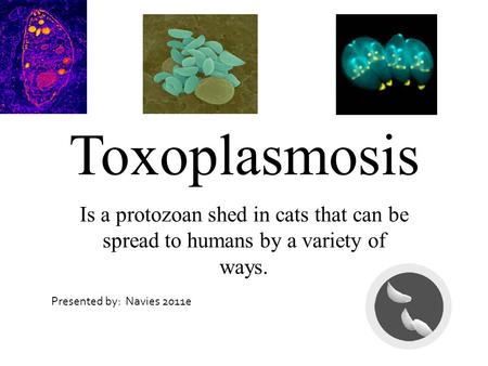 Toxoplasmosis Is a protozoan shed in cats that can be spread to humans by a variety of ways. Presented by: Navies 2011e.