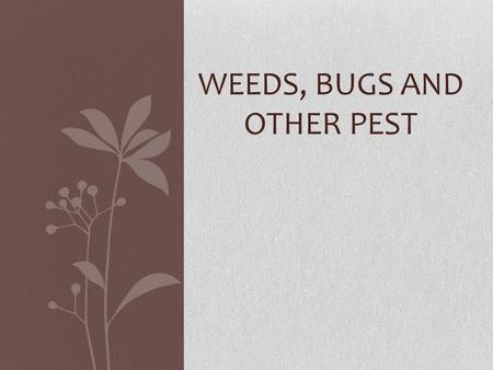 WEEDS, BUGS AND OTHER PEST. Weeds Weed-plants that are considered to be growing out of place. What is a weed to some is not a weed to others The key is.