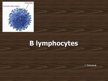 B lymphocytes J. Ochotná.