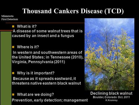 Minnesota First Detectors Thousand Cankers Disease (TCD) What is it? A disease of some walnut trees that is caused by an insect and a fungus Where is it?