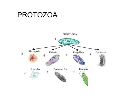 PROTOZOA. The protozoa are one-celled animals and the smallest of all animals. Most of them can only be seen under a microscope. They do breathe, move,
