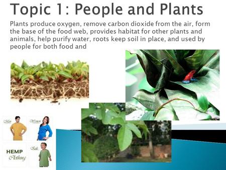 Plants produce oxygen, remove carbon dioxide from the air, form the base of the food web, provides habitat for other plants and animals, help purify water,
