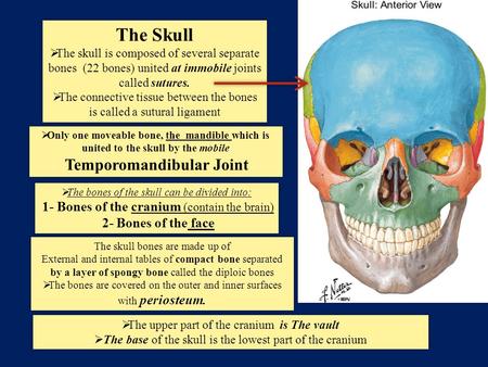 Temporomandibular Joint