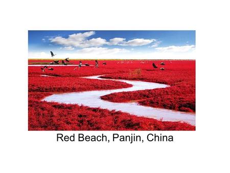 Red Beach, Panjin, China. Bamboo Forest, Japan Street in Bonn, Germany.