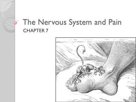 The Nervous System and Pain
