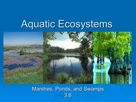 Aquatic Ecosystems Marshes, Ponds, and Swamps 3.6.