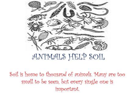 ANIMALS HELP SOIL Soil is home to thousand of animals. Many are too small to be seen, but every single one is important.
