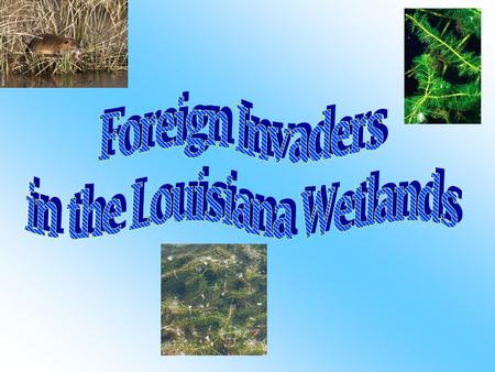 -Nutria denudes natural levees - Damages sugarcane fields - Nutria has done a lot of damage to the wetlands, they gnawed through 800,000 acres of marshes.