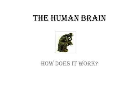 The Human Brain How does it work?. Gray Area – Frontal lobe White Area – Parietal lobe Red Area – Occipital lobe Green Area – Temporal lobe.