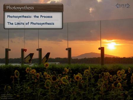 author unknown address unknown accessed unknown Photosynthesis: the Process Photosynthesis: the Process The Limits of Photosynthesis The Limits of Photosynthesis.