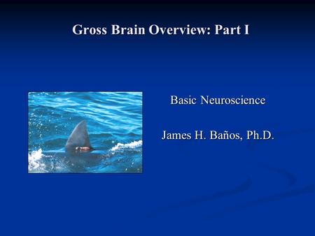 Gross Brain Overview: Part I