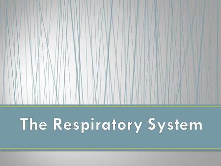 Your respiratory system is made up of the organs in your body that help you to breathe. Respiration = Breathing. The goal of breathing is to deliver oxygen.