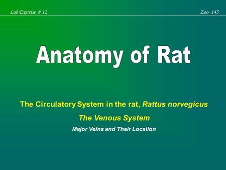 Anatomy of Rat The Circulatory System in the rat, Rattus norvegicus