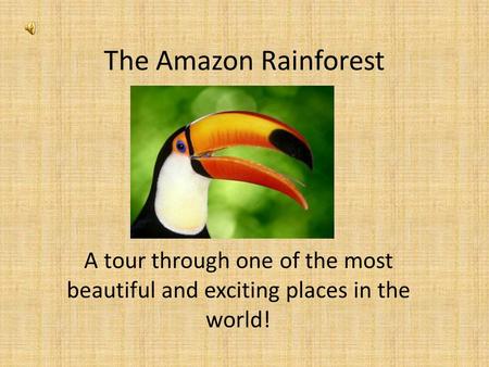 The Amazon Rainforest A tour through one of the most beautiful and exciting places in the world!