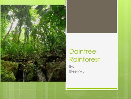 Daintree Rainforest By: Eileen Wu. The Daintree The Daintree is a tropical rainforest in Queensland, Australia. It is listed as a World Heritage Area,