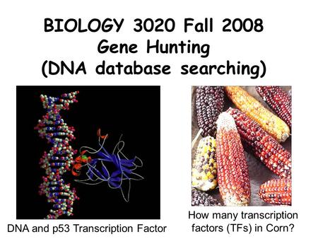 BIOLOGY 3020 Fall 2008 Gene Hunting (DNA database searching)