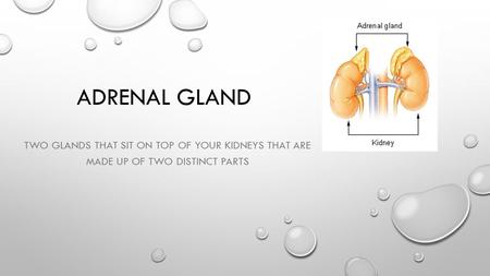 ADRENAL GLAND TWO GLANDS THAT SIT ON TOP OF YOUR KIDNEYS THAT ARE MADE UP OF TWO DISTINCT PARTS.