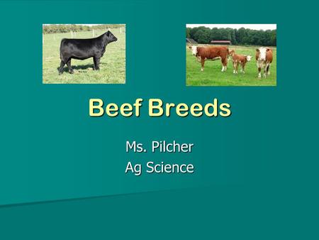 Beef Breeds Ms. Pilcher Ag Science. Questions to Investigate Where did each breed of cattle originate? Where did each breed of cattle originate? What.