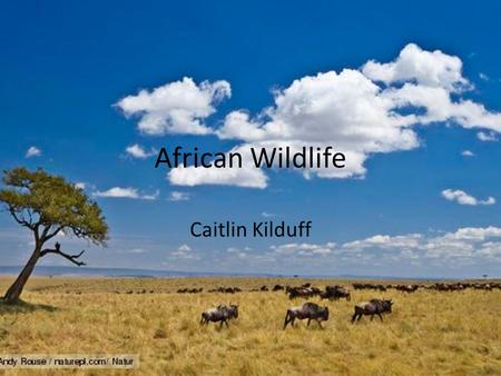 African Wildlife Caitlin Kilduff.