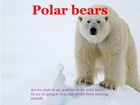 Polar bears Polar bears