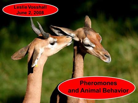 Pheromones and Animal Behavior Leslie Vosshall June 2, 2008.
