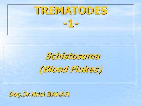 TREMATODES -1- Schistosoma (Blood Flukes) Doç.Dr.Hrisi BAHAR.
