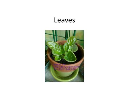 Leaves. Features 1.Leaves are solar collectors 2.Disposable (every autumn) and renewable (every spring)