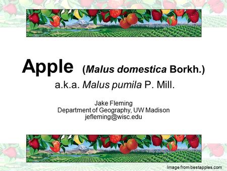 Apple (Malus domestica Borkh.) a.k.a. Malus pumila P. Mill.