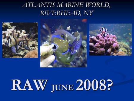 RAW JUNE 2008? ATLANTIS MARINE WORLD, RIVERHEAD, NY.